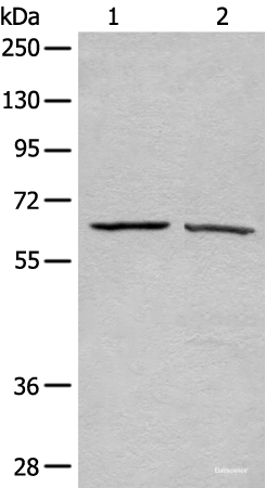 Western blot analysis of A431 and Hela cell lysates using ATAD3A Polyclonal Antibody at dilution of 1:500