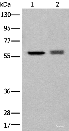 Western blot analysis of EPG2 and Jurkat cell lysates using ATL3 Polyclonal Antibody at dilution of 1:800
