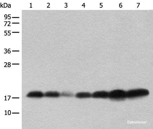 Western Blot analysis of Human testis,Mouse brain,Mouse heart,PC-3 cell,231 cell,Raji and Jurkat cell lysates Mouse lung and Rat spleen using BUD31 Polyclonal Antibody at dilution of 1:800.