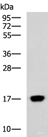 Western blot analysis of Human heart tissue lysate using C15orf40 Polyclonal Antibody at dilution of 1:400
