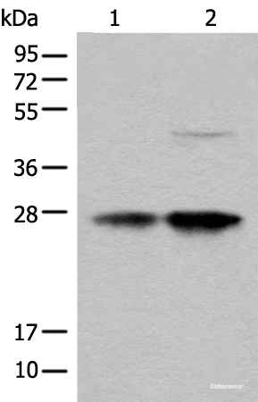 Western blot analysis of HL-60 and HEPG2 cell lysates using COA7 Polyclonal Antibody at dilution of 1:550