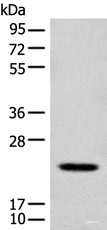 Western blot analysis of Mouse lung tissue lysate using CD300E Polyclonal Antibody at dilution of 1:550