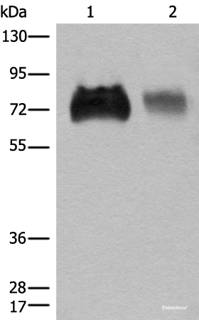 Western blot analysis of Jurkat and A375 cell lysates using SLC3A2 Polyclonal Antibody at dilution of 1:450