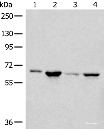 Western blot analysis of 293T PC-3 Hela cell lysates using CDC7 Polyclonal Antibody at dilution of 1:450