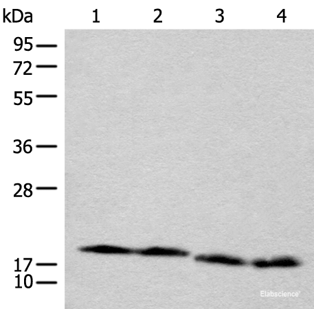 Western blot analysis of TM4 Jurkat NIH/3T3 and RAW264.7 cell lysates using CETN3 Polyclonal Antibody at dilution of 1:600
