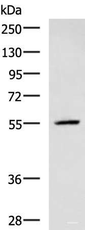 Western blot analysis of A549 cell lysate using CEP57 Polyclonal Antibody at dilution of 1:600