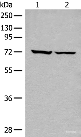 Western blot analysis of 293T cell lysates using DDX59 Polyclonal Antibody at dilution of 1:500