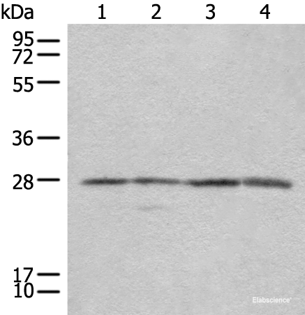 Western blot analysis of 293T Jurkat and 231 cell lysates using COMT Polyclonal Antibody at dilution of 1:350