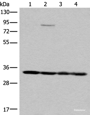 Western blot analysis of K562 HEPG2 231 and Jurkat cell lysates using MRPL1 Polyclonal Antibody at dilution of 1:350