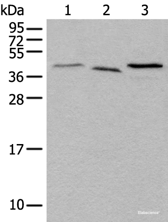 Western blot analysis of Mouse brain tissue Hela and HEPG2 cell lysates using UBXN1 Polyclonal Antibody at dilution of 1:500