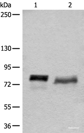 Western blot analysis of 293T cell lysates using BCAS3 Polyclonal Antibody at dilution of 1:500