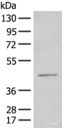 Western blot analysis of HEPG2 cell lysate using HENMT1 Polyclonal Antibody at dilution of 1:500