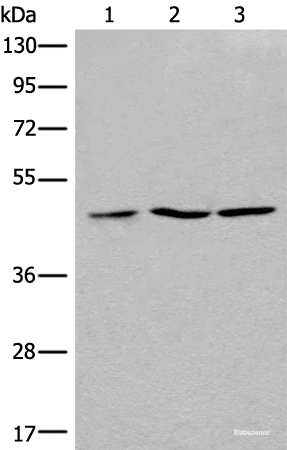 Western blot analysis of 293T Jurkat and Raji cell lysates using RPL3 Polyclonal Antibody at dilution of 1:400
