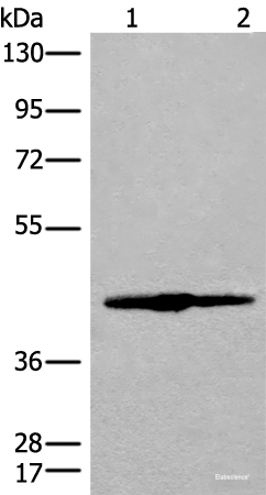 Western blot analysis of 293T cell lysate using IVD Polyclonal Antibody at dilution of 1:500
