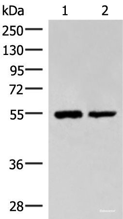 Western blot analysis of Raji and K562 cell lysates using RUVBL1 Polyclonal Antibody at dilution of 1:2200