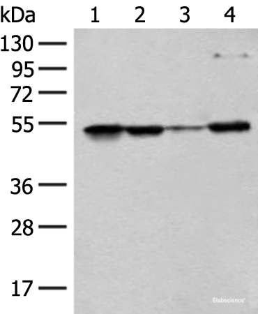 Western blot analysis of 293T Hela and HEPG2 cell lysates using RRP1 Polyclonal Antibody at dilution of 1:400