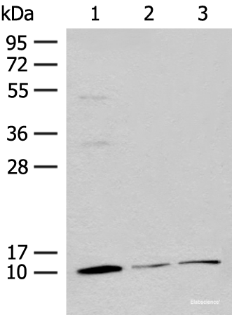 Western blot analysis of Mouse adrenal gland tissue Rat lung tissue 231 cell lysates using RPS27L Polyclonal Antibody at dilution of 1:400