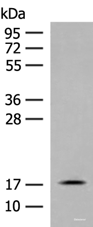 Western blot analysis of Mouse small intestines tissue lysate using RPS25 Polyclonal Antibody at dilution of 1:400