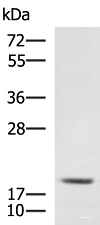 Western blot analysis of RAW264.7 cell lysate using MRPL20 Polyclonal Antibody at dilution of 1:900