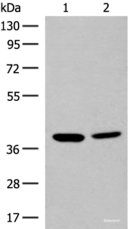 Western blot analysis of K562 and HEPG2 cell lysates using MRM1 Polyclonal Antibody at dilution of 1:400