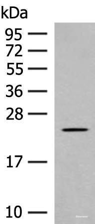 Western blot analysis of Rat heart tissue lysate using CLEC3B Polyclonal Antibody at dilution of 1:650
