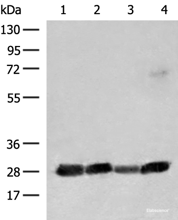 Western blot analysis of 231 K562 Jurkat and Raji cell lysates using CD48 Polyclonal Antibody at dilution of 1:550