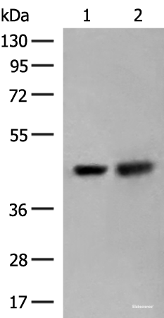 Western blot analysis of HepG2 and Hela cell lysates using ORC4 Polyclonal Antibody at dilution of 1:550