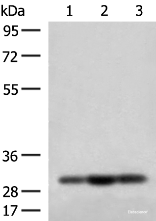 Western blot analysis of HepG2 Jurkat and 231 cell lysates using MRPS18B Polyclonal Antibody at dilution of 1:200