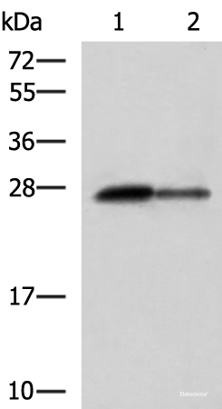 Western blot analysis of Rat pancreas tissue and Mouse pancreas tissue lysates using CTRB1 Polyclonal Antibody at dilution of 1:1000
