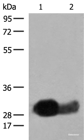 Western blot analysis of Raji cell Human spleen tissue lysates using HLA-DRB1 Polyclonal Antibody at dilution of 1:550