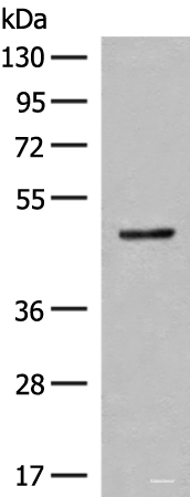 Western blot analysis of Mouse small intestines tissue lysate using SCRN2 Polyclonal Antibody at dilution of 1:400