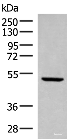 Western blot analysis of Rat heart tissue lysate using PSMD12 Polyclonal Antibody at dilution of 1:300