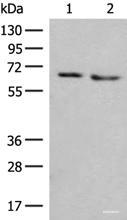 Western blot analysis of HEPG2 and A172 cell lysates using NARS Polyclonal Antibody at dilution of 1:350