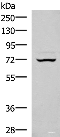 Western blot analysis of 293T cell lysate using EIF2AK1 Polyclonal Antibody at dilution of 1:350