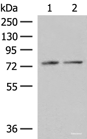 Western blot analysis of RAW264.7 and NIH/3T3 cell lysates using PDIA4 Polyclonal Antibody at dilution of 1:250