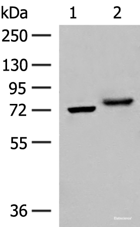 Western blot analysis of A172 and HepG2 cell lysates using POMGNT1 Polyclonal Antibody at dilution of 1:400