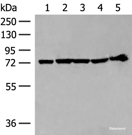Western blot analysis of 293T cell and Mouse heart tissue lysates using CALCOCO1 Polyclonal Antibody at dilution of 1:300