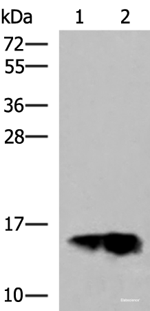 Western blot analysis of Human plasma solution and Human placenta tissue lysates using GOLGA7 Polyclonal Antibody at dilution of 1:600