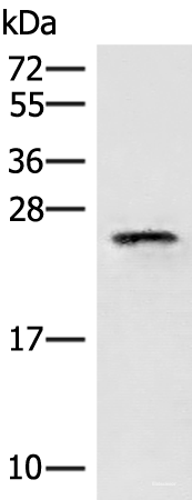 Western blot analysis of HT29 cell lysate using EIF3K Polyclonal Antibody at dilution of 1:400