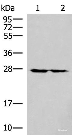 Western blot analysis of 293T cell lysates using MRPL16 Polyclonal Antibody at dilution of 1:800