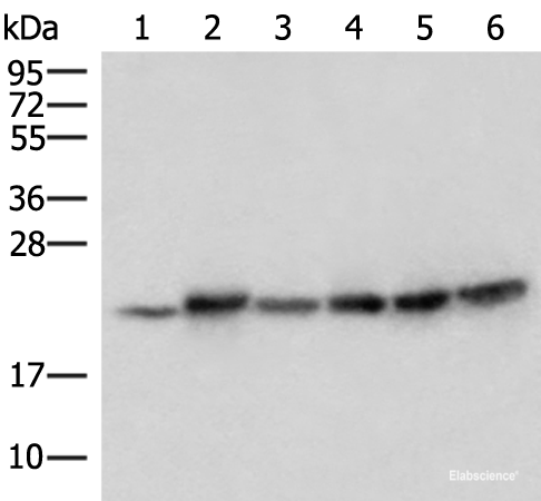 Western blot analysis of Mouse skeletal muscle tissue Mouse kidney tissue PC-3 Jurkat HepG2 and Hela cell lysates using ATP5PD Polyclonal Antibody at dilution of 1:300