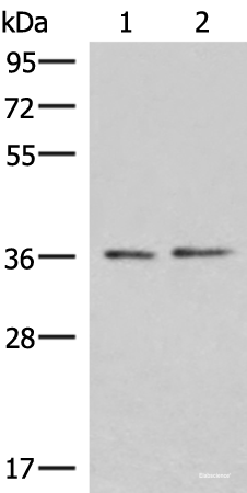 Western blot analysis of PC-3 and HepG2 cell lysates using POLR3F Polyclonal Antibody at dilution of 1:500