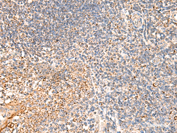 Immunohistochemistry of paraffin-embedded Human tonsil tissue using DUSP7 Polyclonal Antibody at dilution of 1:50(×200)