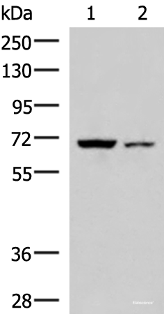 Western blot analysis of 293T and HepG2 cell lysates using EWSR1 Polyclonal Antibody at dilution of 1:1000
