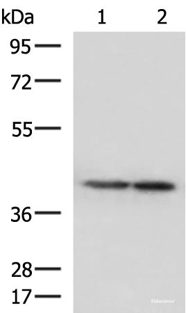 Western blot analysis of Human cerebella tissue and Human cerebrum tissue lysates using ATP6V1C1 Polyclonal Antibody at dilution of 1:500