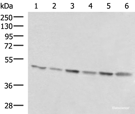 Western blot analysis of 293T K562 and HepG2 cell lysates using RHAG Polyclonal Antibody at dilution of 1:1600