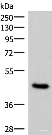 Western blot analysis of 293T cell lysate using COPS3 Polyclonal Antibody at dilution of 1:450