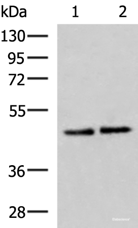 Western blot analysis of Hela and HepG2 cell lysates using ACTL6B Polyclonal Antibody at dilution of 1:1000