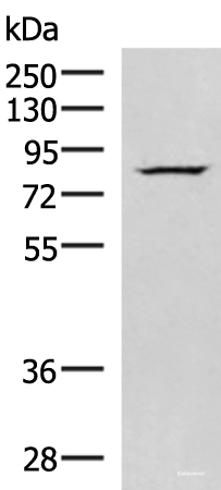 Western blot analysis of HepG2 cell lysate using NASP Polyclonal Antibody at dilution of 1:800