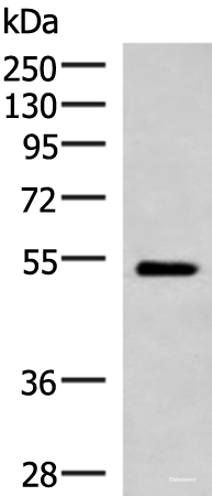Western blot analysis of Mouse heart tissue lysate using FUCA2 Polyclonal Antibody at dilution of 1:1000